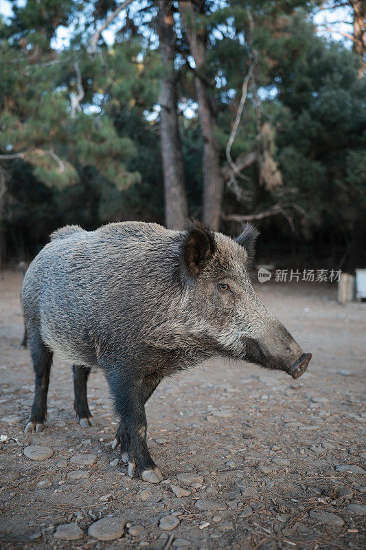 野猪(Sus scrofa)，欧亚野猪